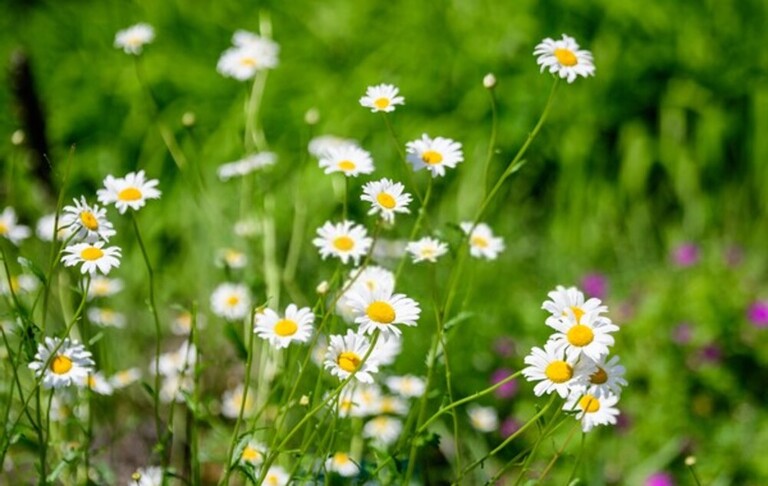 How Can I Encourage Bees And Butterflies Into My Garden? How Can I Encourage Bees And Butterflies Into My Garden?