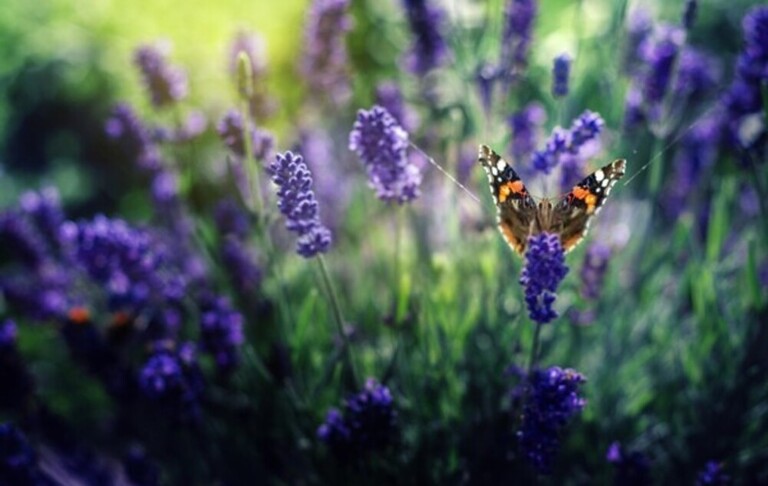 How Can I Encourage Bees And Butterflies Into My Garden? How Can I Encourage Bees And Butterflies Into My Garden?