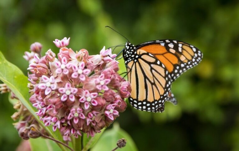 How Can I Encourage Bees And Butterflies Into My Garden? How Can I Encourage Bees And Butterflies Into My Garden?