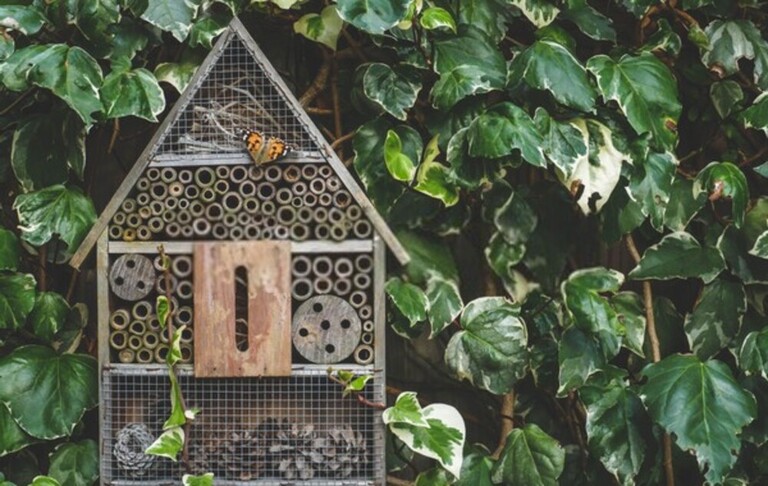 How Can I Encourage Bees And Butterflies Into My Garden? How Can I Encourage Bees And Butterflies Into My Garden?