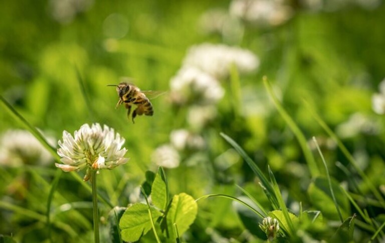 How Can I Encourage Bees And Butterflies Into My Garden? How Can I Encourage Bees And Butterflies Into My Garden?