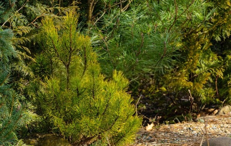 Simple Front Yard Landscaping Ideas Without Grass Simple Front Yard Landscaping Ideas Without Grass