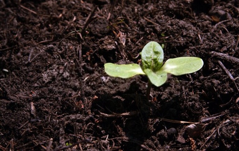 What Can You Do With Finished Compost? What Can You Do With Finished Compost?