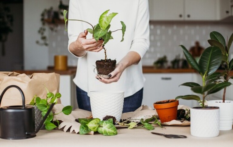 How Do You Build A Low-Maintenance Garden? How Do You Build A Low-Maintenance Garden?