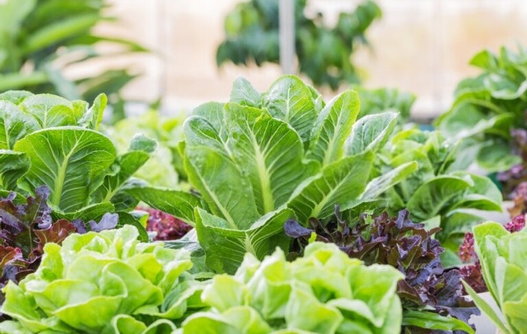 How Do You Build A Low-Maintenance Garden? How Do You Build A Low-Maintenance Garden?