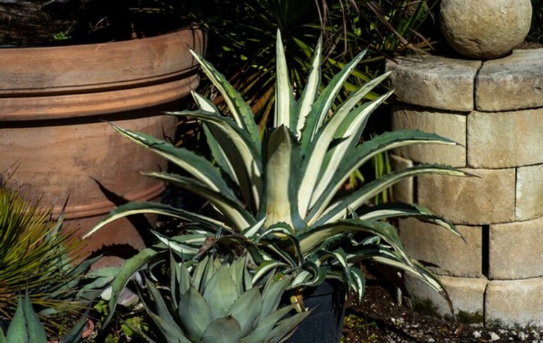 How Do You Build A Low-Maintenance Garden? How Do You Build A Low-Maintenance Garden?