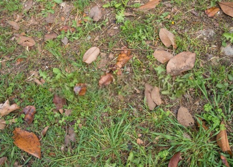 How To Level A Bumpy Lawn? How To Level A Bumpy Lawn?