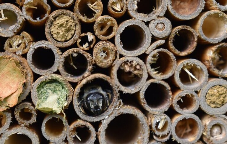 How To Attract Beneficial Insects To Your Garden?