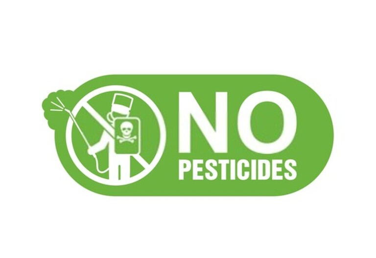 How To Attract Beneficial Insects To Your Garden?