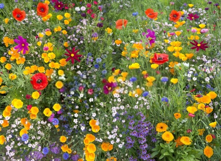 How To Attract Beneficial Insects To Your Garden? How To Attract Beneficial Insects To Your Garden?