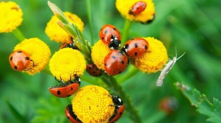 How To Attract Beneficial Insects To Your Garden?