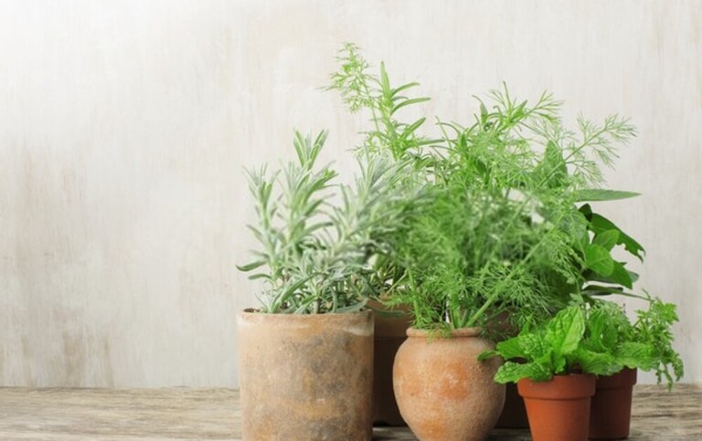 Top Safe Gardening Tips For Seniors