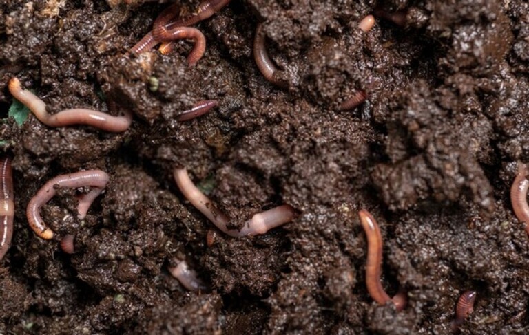 How To Test Soil For Nutrients? How To Test Soil For Nutrients?