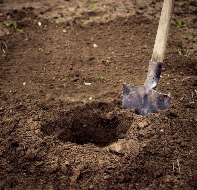 How To Test Soil For Nutrients?