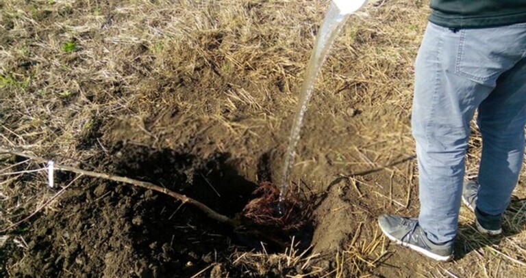 How To Test Soil For Nutrients? How To Test Soil For Nutrients?