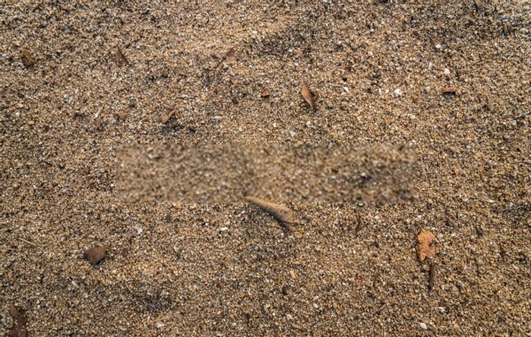 How To Test Soil For Nutrients? How To Test Soil For Nutrients?