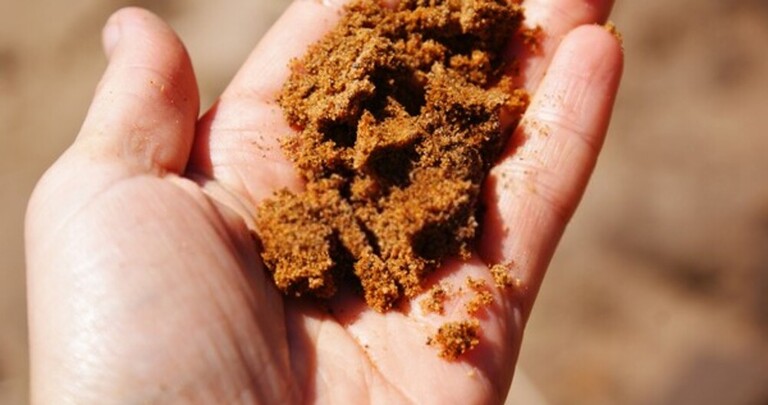 How To Test Soil For Nutrients?