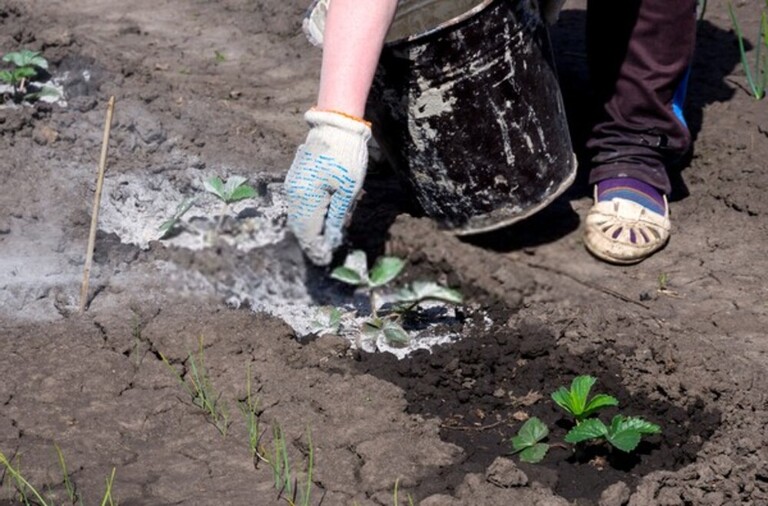 How To Organically Raise PH In Soil?