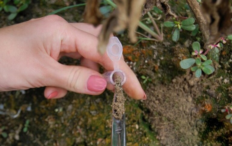 How To Organically Raise PH In Soil? How To Organically Raise PH In Soil?