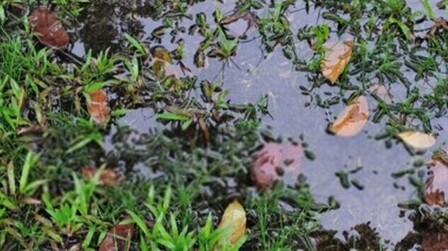 How Do You Fix Garden Drainage Problems?