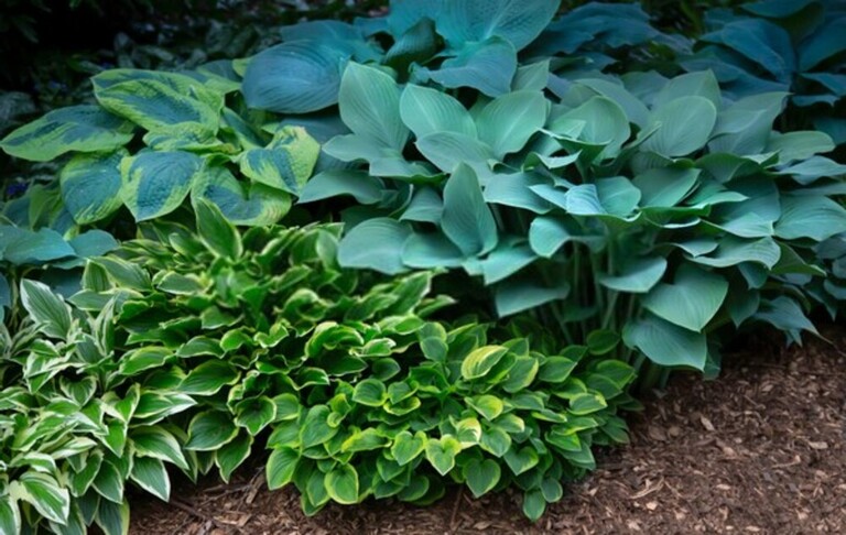 How Do You Fix Garden Drainage Problems? How Do You Fix Garden Drainage Problems?