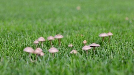 How To Get Rid Of Mushrooms In Your Yard Without Killing The Grass?