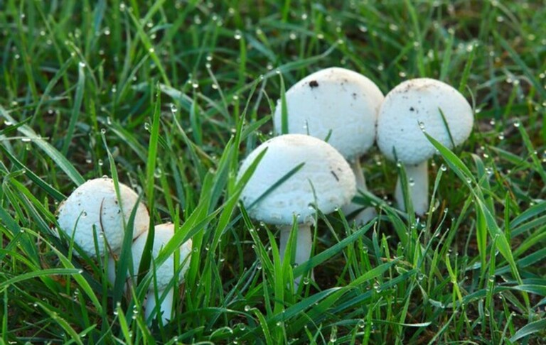 How To Get Rid Of Mushrooms In Your Yard Without Killing The Grass?