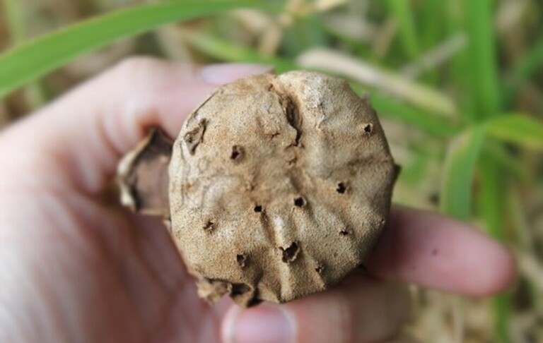 How To Get Rid Of Mushrooms In Your Yard Without Killing The Grass?