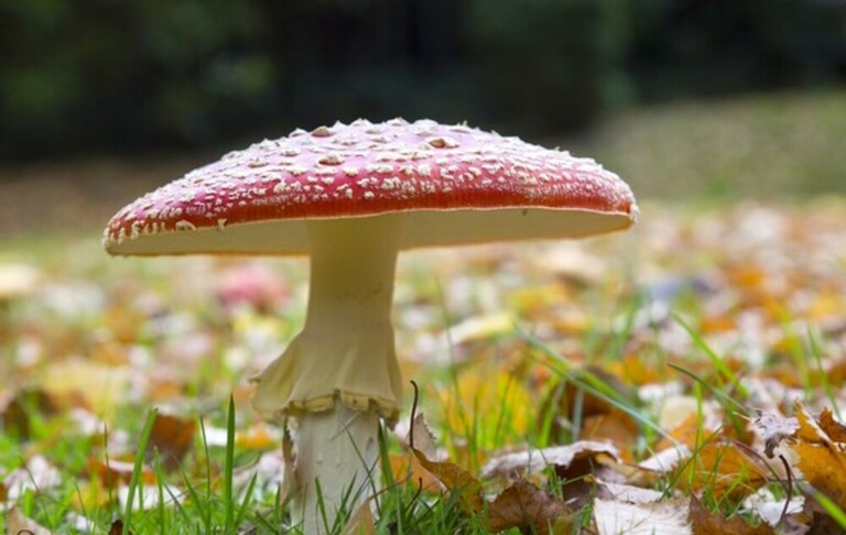 How To Get Rid Of Mushrooms In Your Yard Without Killing The Grass?