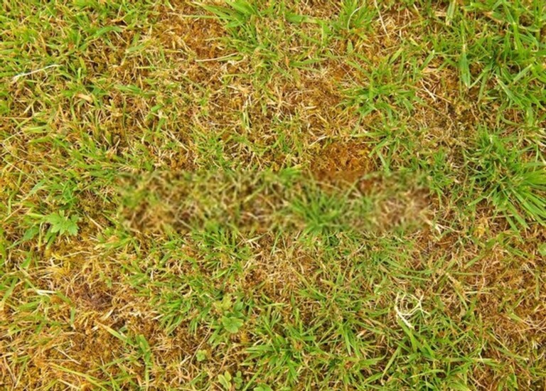 How To Get Rid Of Mushrooms In Your Yard Without Killing The Grass?