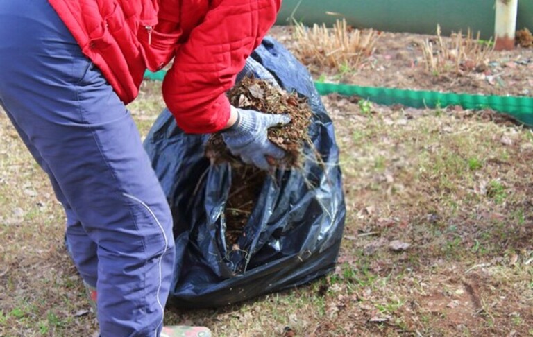 How To Get Rid Of Mushrooms In Your Yard Without Killing The Grass?