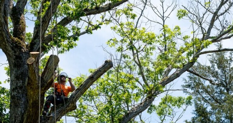 How To Get Rid Of Mushrooms In Your Yard Without Killing The Grass?