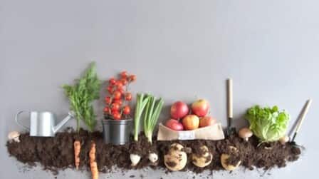 Best Organic Compost For Vegetable Garden of 2025: Top 6 Picks Best Organic Compost For Vegetable Garden of 2025: Top 6 Picks