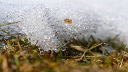 How To Avoid Ice Melt Damage To Your Lawn & Garden?