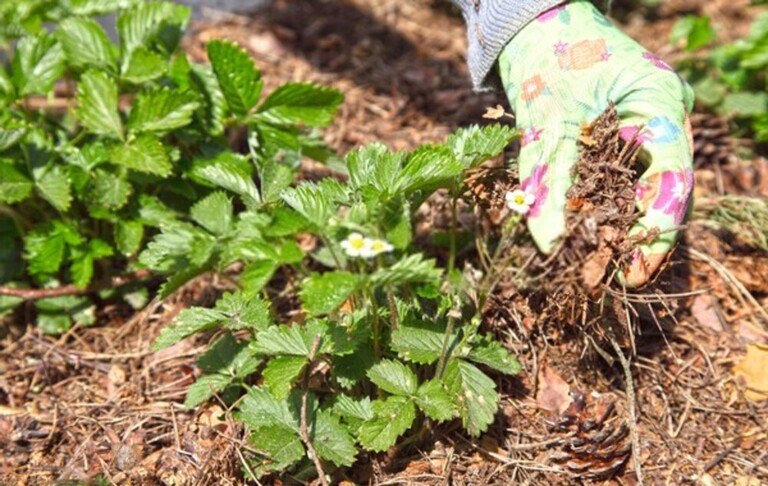 How To Give Tired Lawns An Autumn Boost? How To Give Tired Lawns An Autumn Boost?