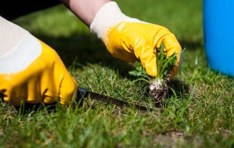 How To Give Tired Lawns An Autumn Boost? How To Give Tired Lawns An Autumn Boost?