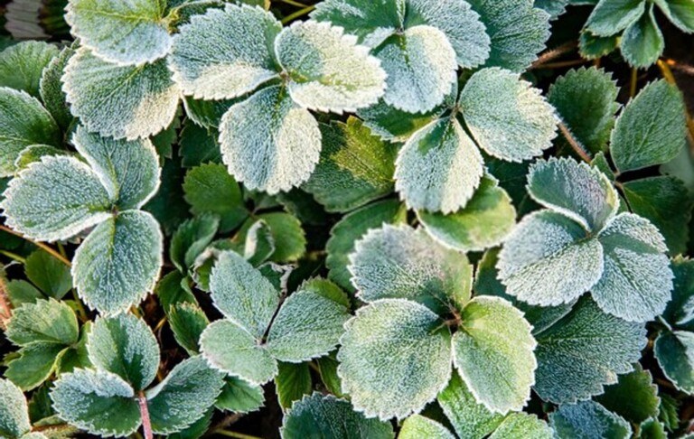 How To Use Floating Row Covers For Season Extensions? How To Use Floating Row Covers For Season Extensions?