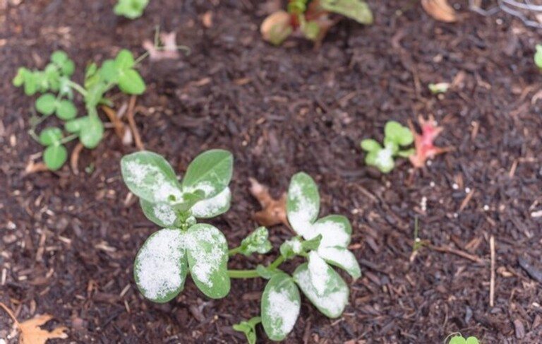 How To Use Floating Row Covers For Season Extensions?