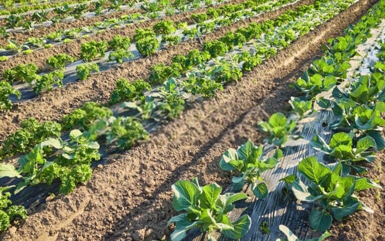 How To Use Floating Row Covers For Season Extensions?