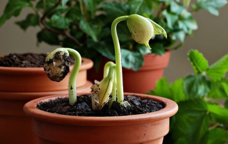 How To Use Floating Row Covers For Season Extensions?