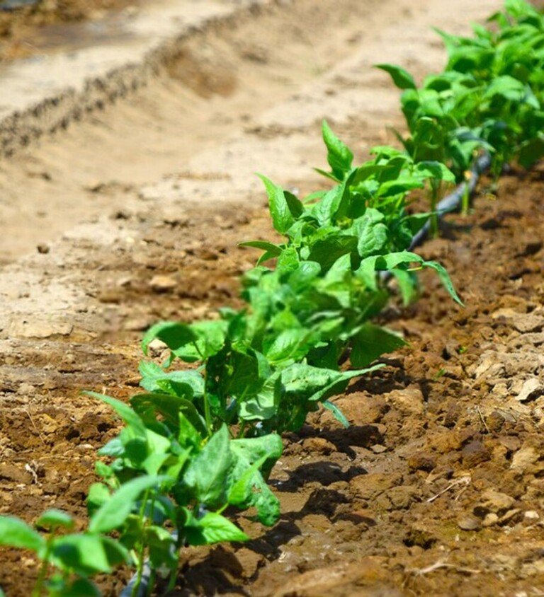 How To Use Floating Row Covers For Season Extensions? How To Use Floating Row Covers For Season Extensions?