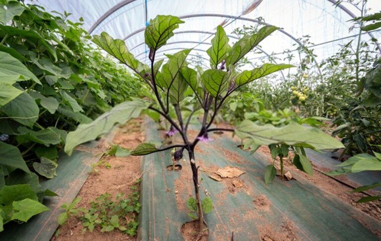 How To Use Floating Row Covers For Season Extensions?