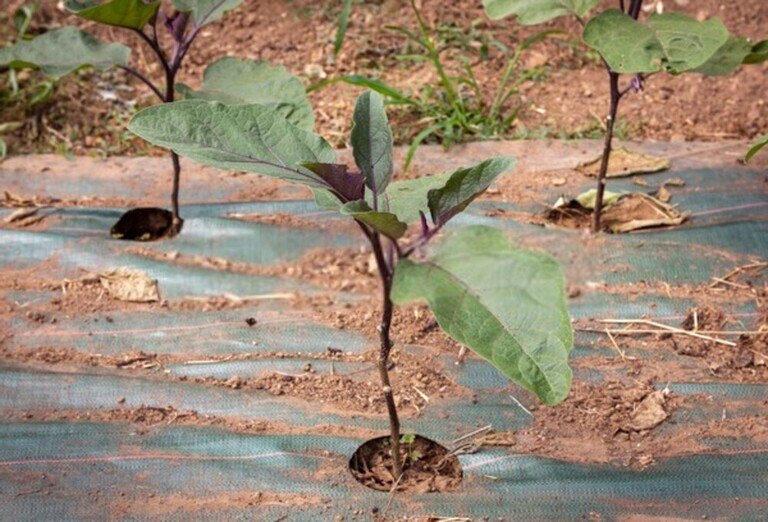 How To Use Floating Row Covers For Season Extensions? How To Use Floating Row Covers For Season Extensions?