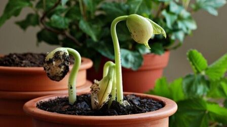 How To Use Floating Row Covers For Season Extensions?