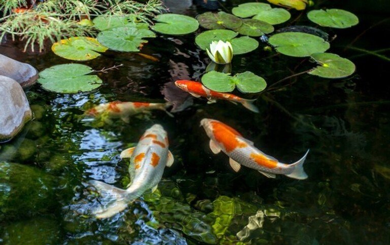 How To Keep Your Koi Fish Pond Safe From Predators? How To Keep Your Koi Fish Pond Safe From Predators?
