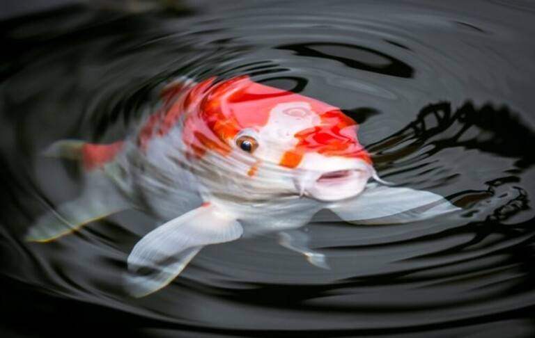 How To Keep Your Koi Fish Pond Safe From Predators? How To Keep Your Koi Fish Pond Safe From Predators?