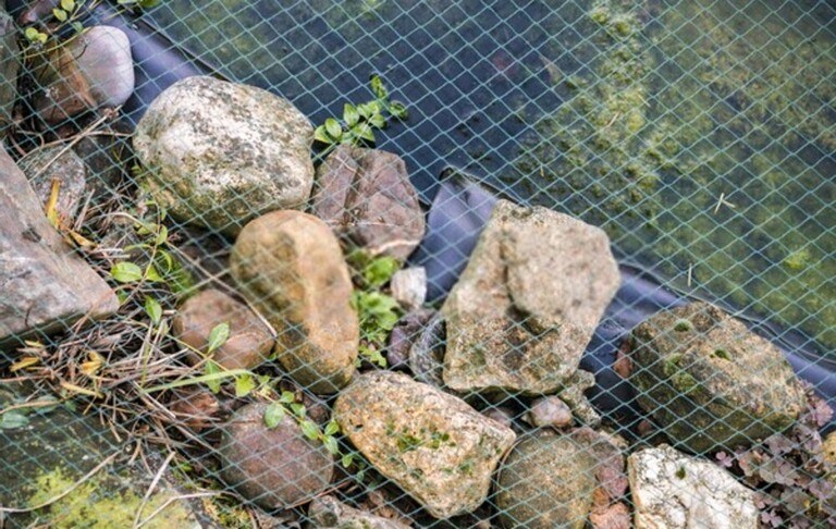How To Keep Your Koi Fish Pond Safe From Predators? How To Keep Your Koi Fish Pond Safe From Predators?