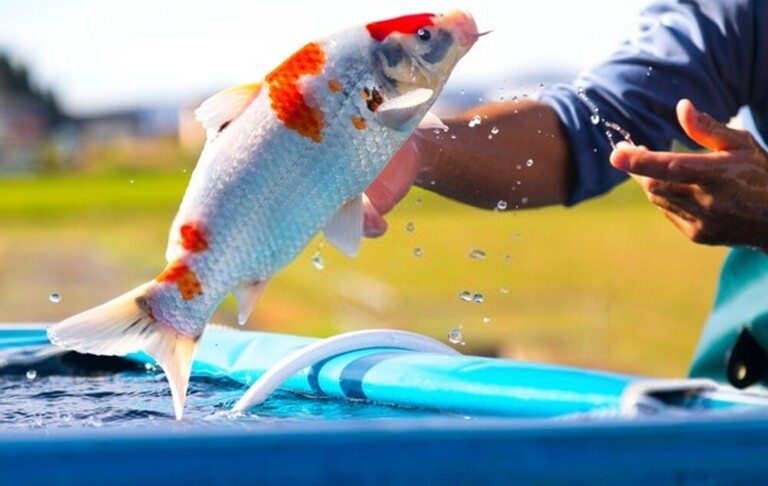 How To Keep Your Koi Fish Pond Safe From Predators? How To Keep Your Koi Fish Pond Safe From Predators?