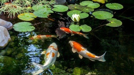 How To Keep Your Koi Fish Pond Safe From Predators?