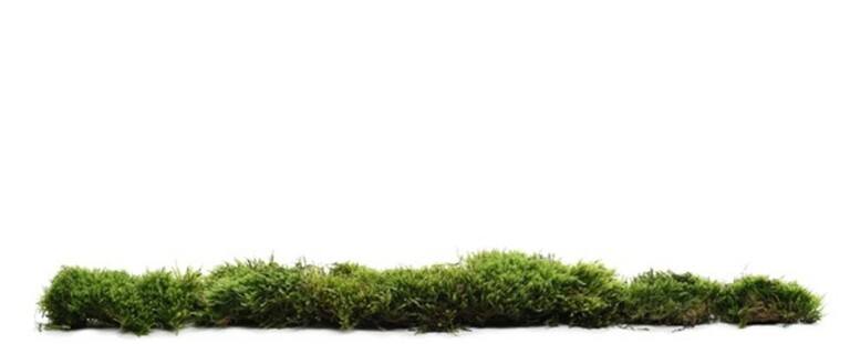 Low Growing Plants For Front Of Border Low Growing Plants For Front Of Border